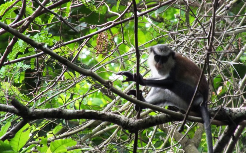 Singe Mona Kpétou